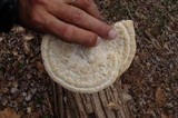 Trametes gibbosa image