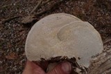 Trametes gibbosa image