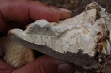 Trametes gibbosa image