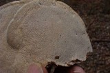 Trametes gibbosa image