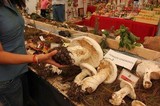 Amanita polypyramis image