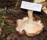 Lentinula edodes image