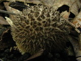 Lycoperdon echinatum image