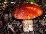 Leccinum manzanitae image