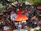 Leccinum manzanitae image