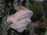 Leptoporus mollis image
