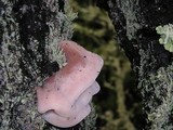 Leptoporus mollis image