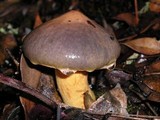 Chroogomphus ochraceus image