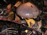 Chroogomphus ochraceus image