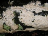 Antrodia albida image