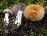 Cortinarius cacodes image