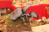 Omphalotus mexicanus image