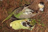 Ustilago maydis image