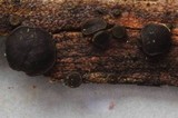 Bulgariella pulla image