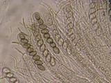 Bulgariella pulla image