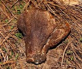 Hypomyces macrosporus image
