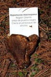 Hypomyces macrosporus image