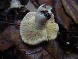 Arcangeliella desjardinii image