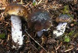 Cortinarius vanduzerensis image