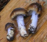 Cortinarius vanduzerensis image