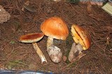 Amanita yema image