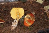 Amanita yema image