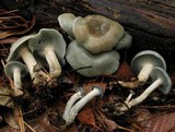 Clitocybe odora image