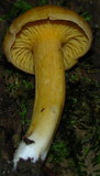 Cantharellus appalachiensis image