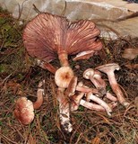 Hygrophorus erubescens image