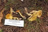 Floccularia luteovirens image