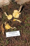 Floccularia luteovirens image