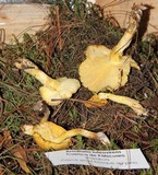 Floccularia luteovirens image