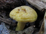 Cantharellus appalachiensis image