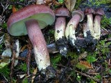 Tricholomopsis rutilans image