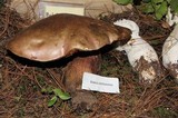 Boletus michoacanus image