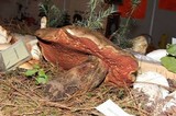 Boletus michoacanus image