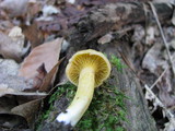 Cantharellus appalachiensis image
