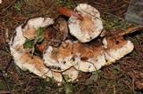 Hydnellum aurantiacum image