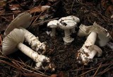 Amanita constricta image