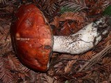 Leccinum largentii image