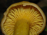 Cantharellus appalachiensis image