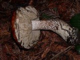 Leccinum largentii image