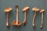 Inocybe sindonia image