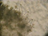 Inocybe sindonia image