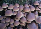 Psathyrella piluliformis image