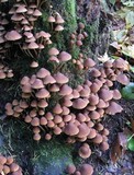 Psathyrella piluliformis image