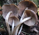 Psathyrella piluliformis image