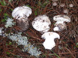 Hygrophorus subalpinus image