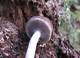 Psathyrella piluliformis image