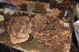 Meripilus sumstinei image